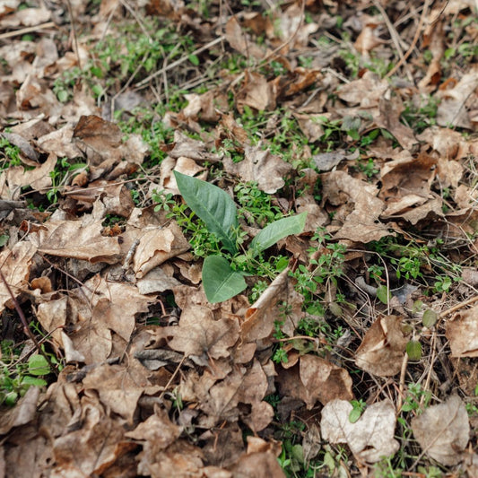 Leaf Camo – LC3 – pušis